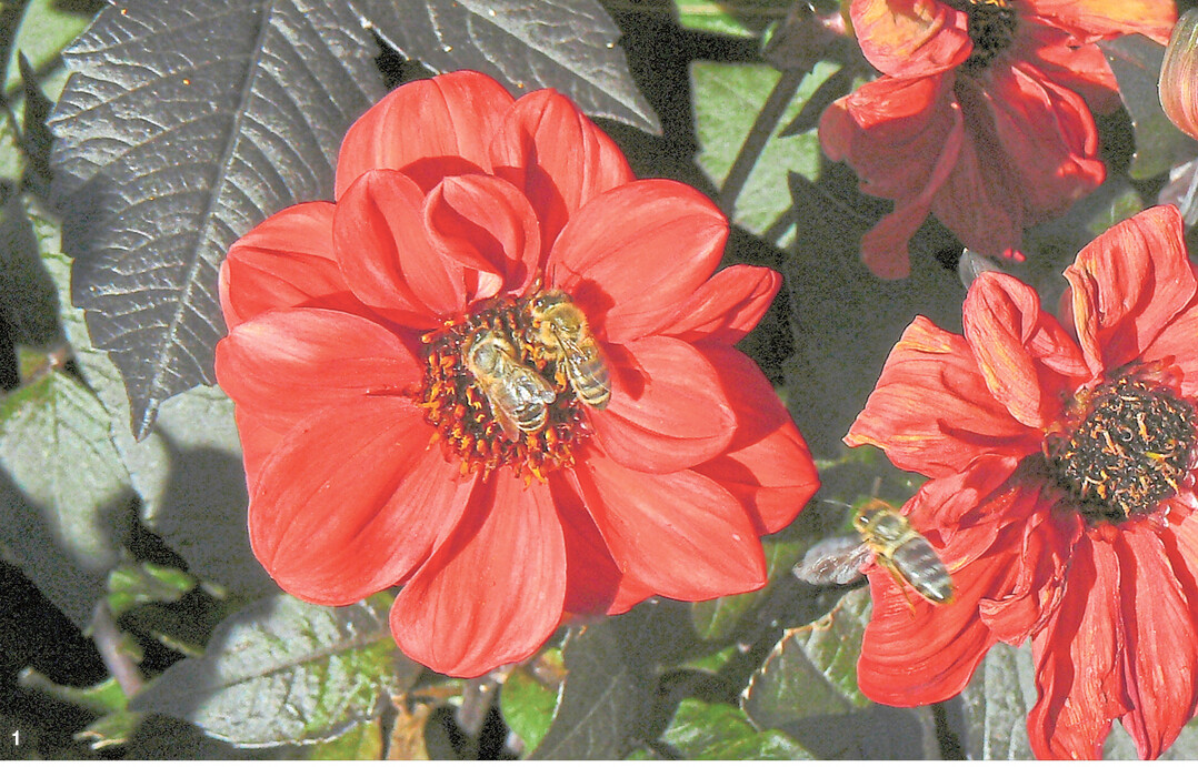 Nur Dahliensorten mit einem hohen Anteil von R�hrenbl�ten auf der Scheibe liefern in hohem Ma� Pollen.