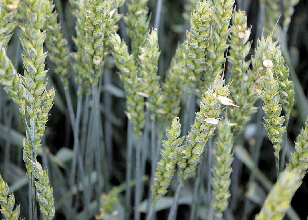 Der Versuchsstandort D�ggingen konnte nicht ausgewertet werden, Hagel richtete massiven Schaden an den Pflanzen an.