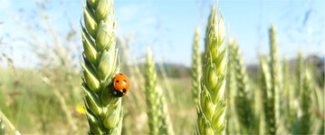 Die Anwendung von Glyphosat ist jetzt stark eingeschr�nkt. In Wasserschutzgebieten sowie Kern- und Pflegezonen von Biosph�renreservaten ist die Anwendung verboten, unter anderem zum Insektenschutz.