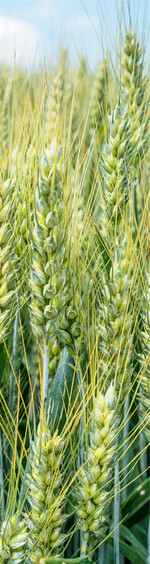 Ein erfolgreicher Weizenanbau beginnt mit der Wahl einer passenden Sorte.
