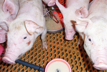 Damit sich Ferkel optimal entwickeln, sollte den Jungtieren schon in der Säugephase zusätzlich Ferkelmilch oder Joghurt angeboten werden.