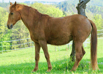 Wenn sich Pferde häufig an Bäumen oder Pfählen reiben, sollte nach saugenden Insekten wie Milben oder Läusen geschaut werden.