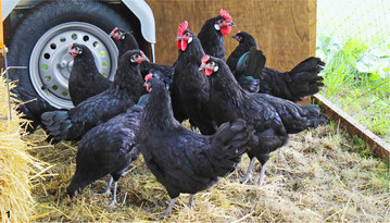 Augsburger Hühner sind die einzige bayerische Heimatrasse unter den Rassehühnern.