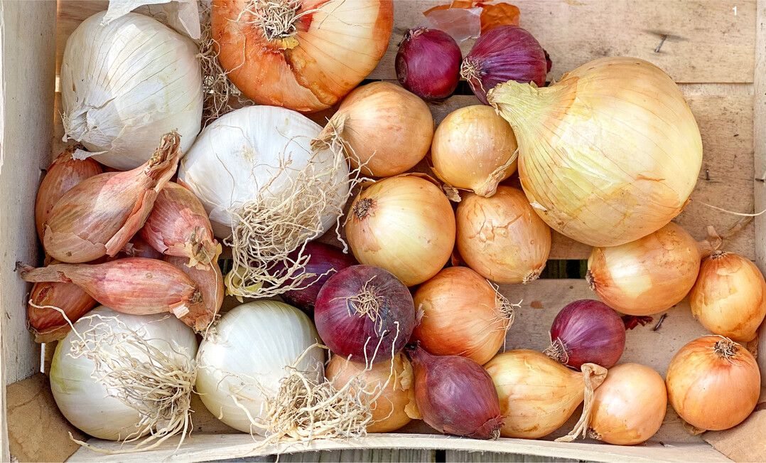 Zwiebelvielfalt auf einen Blick: Sommer- und Lagerzwiebeln.