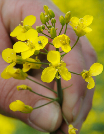 Raps ist knapp und gegenw�rtig die teuerste �lsaat auf der Erde.