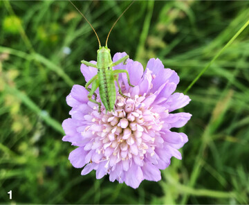 Heuschrecken finden in bl�tenreichen Wiesen wertvollen Lebensraum.