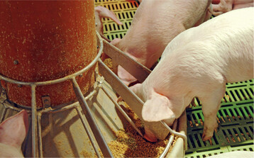 Hohe Leistungen der Tiere resultieren vor allem aus dem richtigen Futter. Hierf�r sind eine ausreichende N�hrstoffdichte und eine bedarfsgerechte Futtervorlage entscheidend.