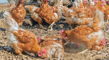 Im Auslauf und auch in den Scharrr�umen kommt es zu Ansammlungen von H�hnerkot, so k�nnen sich Parasiten ausbreiten.