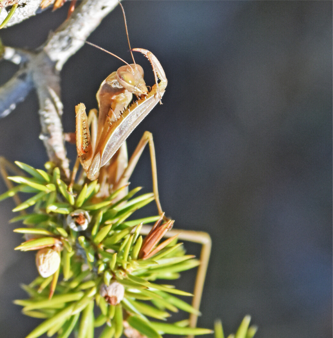 Die Gottesanbeterin Ihr deutscher Name nimmt Bezug auf ihre scheinbare Gebetshaltung, doch die ist alles andere als fromm. Denn ihre erhobenen und dornenbewehrten Fangarme bringen ihren Opfern den Tod. Alles, was ins Beuteschema passt, wird mit ihnen blitzschnell, mit bis zu 70 Metern in der Sekunde, ergriffen. Meistens werden Insekten gefressen, es k�nnen aber auch schon einmal junge Eidechsen sein. M�nnchen der eigenen Art werden auch nicht verschm�ht, bevorzugt w�hrend oder nach der Paarung. Als Lauerj�gerin ist die Gottesanbeterin durch ihre langsame Fortbewegung, ihre astartige Gestalt und auch ihre F�rbung gut getarnt. Letztere entspricht h�ufig der vorherrschenden Umgebungsfarbe. Mit jeder H�utung wird sie ihr �hnlicher. So gibt es gr�ne, braune oder  auf Brandfl�chen  sogar schw�rzliche Exemplare. In Deutschland breitet sich die Art langsam, aber sicher aus. War sie vor einigen Jahren nur in w�rmebeg�nstigten Regionen wie dem Kaiserstuhl zu finden, gibt es mittlerweile Vorkommen in mehreren Bundesl�ndern. Das Exemplar hier auf dem Bild reinigt nach einer Mahlzeit ihre Fangarme und macht sich so bereit f�r das n�chste Opfer. fs