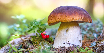 Steinpilz: Wer Pilze im Wald sammelt, muss genau wissen, was im Korb landet.