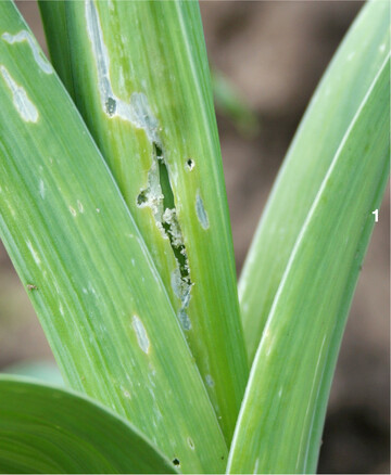 Zum Schadbild der Lauchmotte gehört der typische Schabefraß.