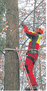 Beim Einsatz einer Leiter muss diese festen Stand haben und mit einem Spanngurt am Stamm gesichert werden. Ein Sicherheitsgurt schafft Bewegungsfreiheit, um das Seil zu befestigen.