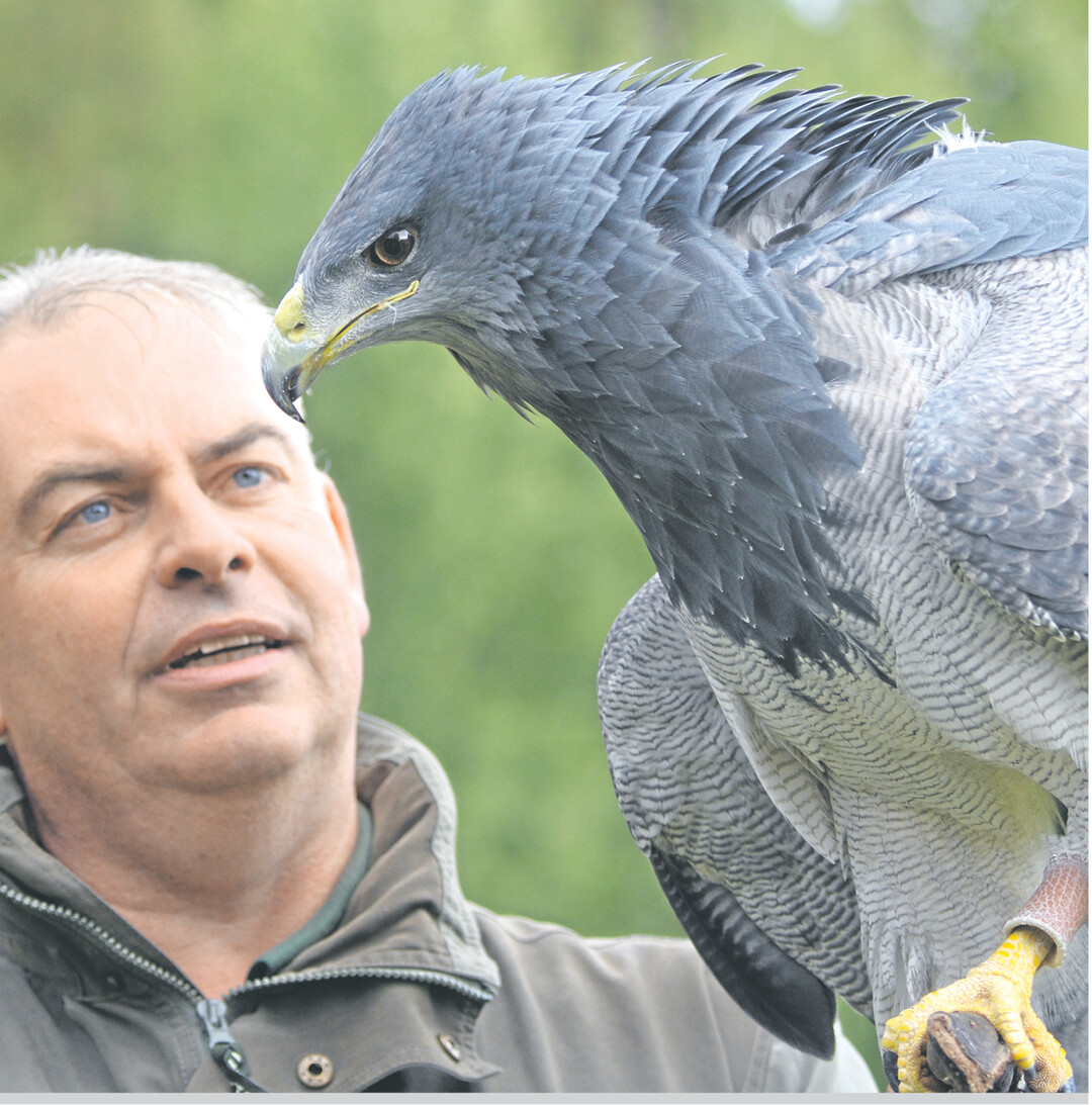 Falkner J�rgen Wiesinger und Blauadler Saphira freuen sich samstags und sonntags ab 14.30 Uhr auf Besuch in der Greifvogelanlage W�stenrot, Flugschau um 15 Uhr. Auch Kindergeburtstage k�nnen dort gefeiert werden.