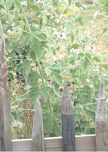 Die traditionsreiche Bauerngartenpflanze passt gut an einen Holzzaun.