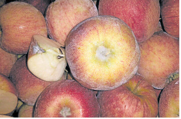 An Kelch- und Stielgrube zeigte sich nach der vergangenen Lagersaison ein wei�er Flaum, hier an Jonagold. Er wurde als Myzel des Erregers Fusarium solani identifiziert.