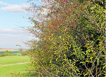 Hagebuttenstrauch als Hecke in der Landschaft � schon vor �ber 1000 Jahren hatten sie gro�e Bedeutung.