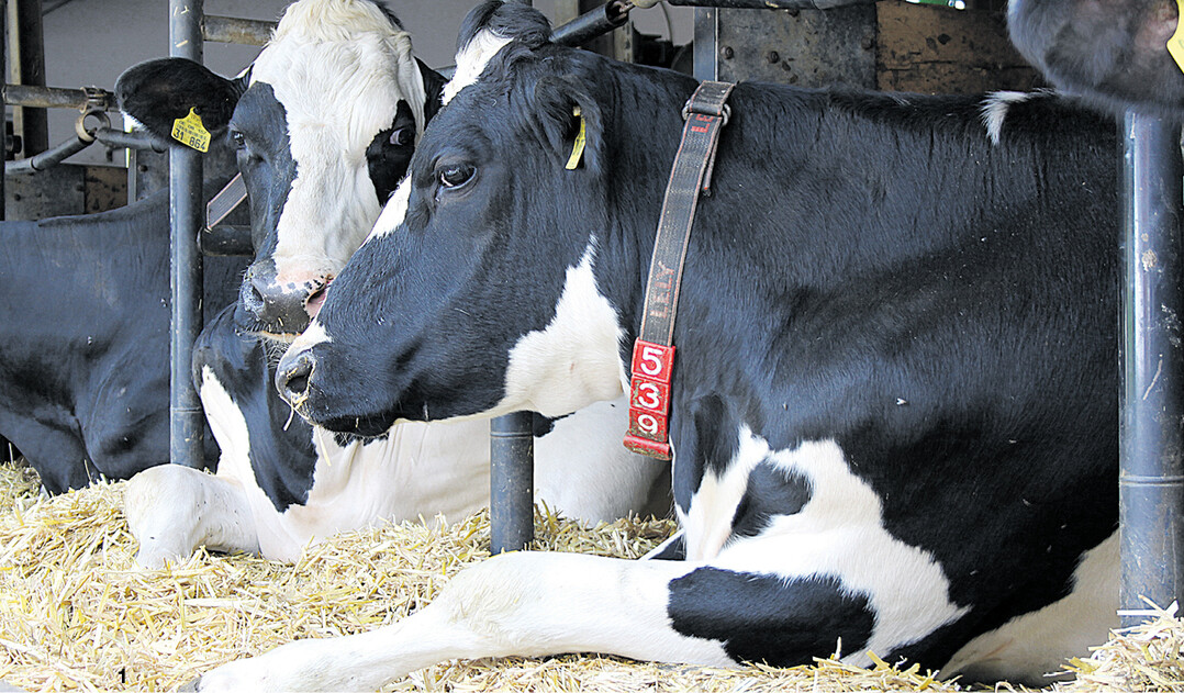 Der Liegekomfort f�r K�he steigt, wenn die Bugschwelle der Liegbox abgesenkt wird. Dadurch k�nnen die Wiederk�uer ihre Beine ausstrecken. Eine von mehreren Ma�nahmen, die das Pilotprojekt Profil f�r die Milch" auf der Vorschlagsliste f�r mehr Tierwohl hat.
