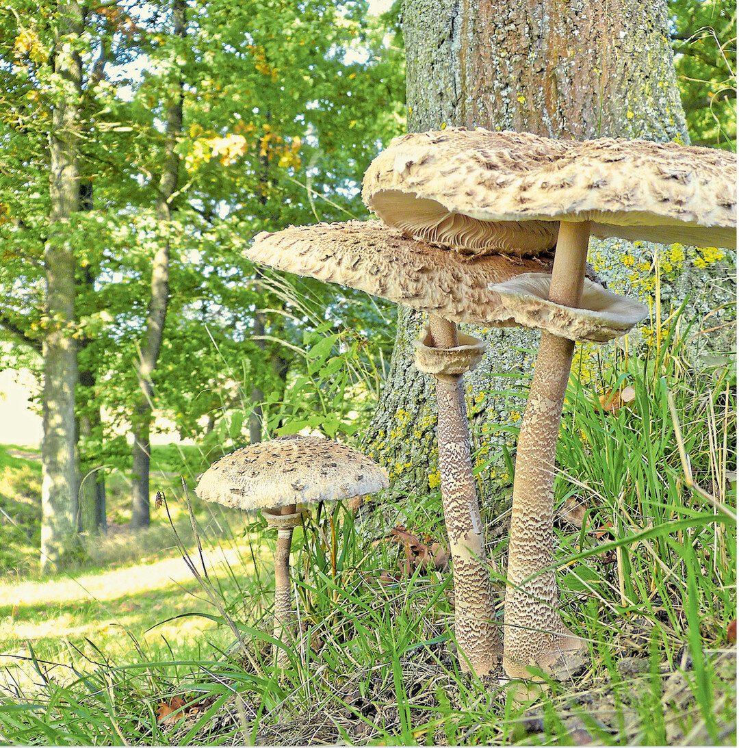 Der Gemeine Riesenschirmling (Parasol) wurde im Rahmen des Europ�ischen Pilztags zum Speisepilz des Jahres 2017 gek�rt. Diese ausgewachsenen Parasolpilze mit aufgeschirmtem Hut wurden auf dem Oppidium, einer vor 2000 Jahren angelegten Fliehburg der Kelten, in Creglingen- Burgstall fotografiert.