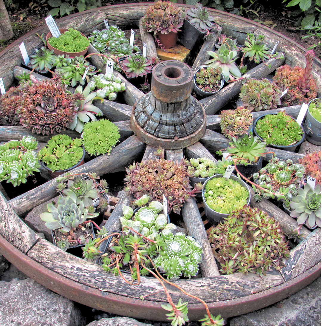 Dieses alte Speichenrad kommt mit Dachwurz dekoriert richtig gut zur Geltung. Sempervivium lautet der botanische Name der Dickblattgew�chse, semper steht f�r immer" und vivus f�r lebend", was so viel wie immerlebend" bedeutet. Die Feuchtigkeit speichernden Sukkulenten halten Hitze und K�lte, N�sse und Trockenheit aus.