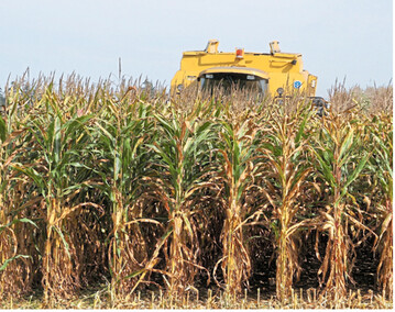 K�rnermaisertr�ge in Baden-W�rttemberg: Mehr als im Vorjahr, aber weniger als im langj�hrigen Schnitt, lautet die Prognose f�r die beginnende Ernte.