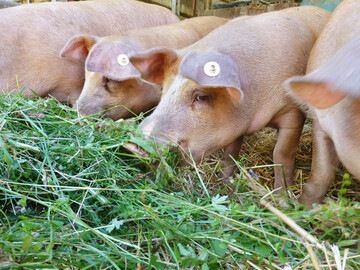 Alblinsenschweine geh�ren ins Premiumsegment,sind aber wegen ihrer geringen Anzahl
nicht marktrelevant.