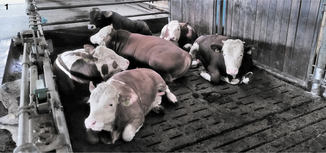 Die Mastbullen bevorzugen die Gummiauflage zum Liegen und finden dort gen�gend Platz.