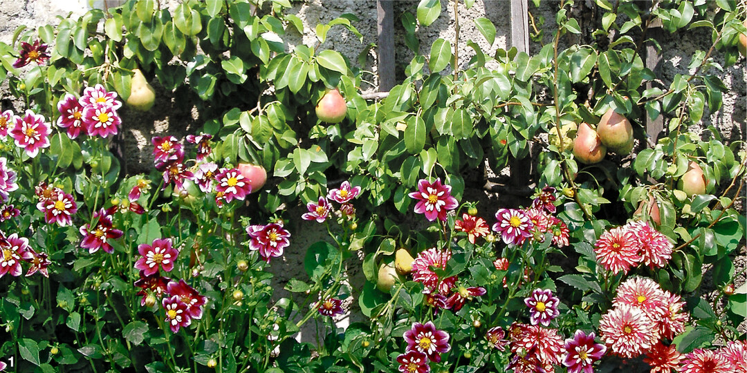 Fr�hsorten reifen schon, wenn die Dahlien zu bl�hen beginnen.