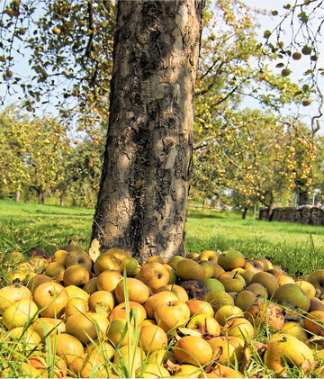 Bei großen Streuobsternten kommen die Mostobstpreise regelmäßig unter Druck. Bisher war das nur bei klassischer Ware der Fall; dieses Jahr trifft es auch Bio-Mostobst.