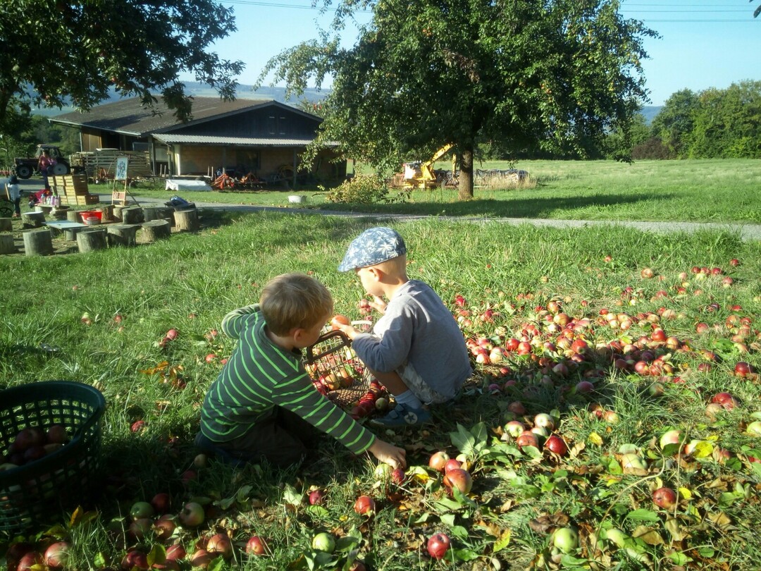 Apfelernte auf den Linsenbühlhof