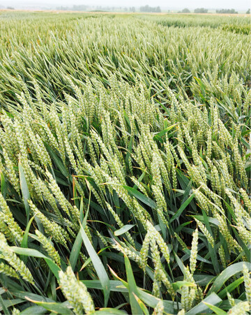 Das Weizenbestand am Versuchsstandort Tailfingen.