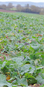 Verstecken sich im Rapsfeld noch zu viele Unkräuter?