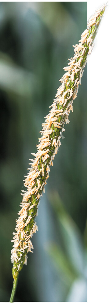 Nur mit ackerbaulichen Maßnahmen kann Ackerfuchsschwanz langfristig in Schach gehalten werden.