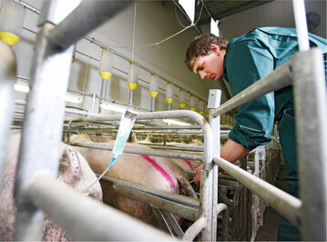 Ein erfolgreiche Reproduktionsmanagement beginnt mit der Wahl des richtigen Besamungszeitpunktes.