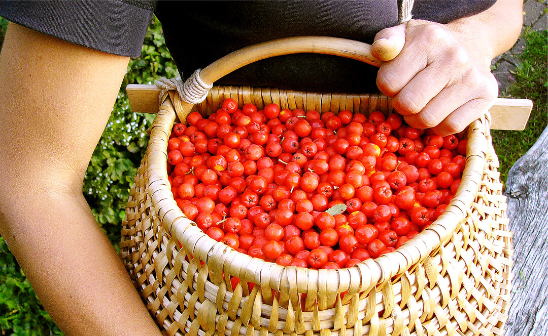 Vogelbeeren sind roh ungenie�bar. Gekocht und verarbeitet ergeben sie allerdings spannende K�stlichkeiten.