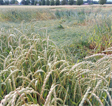 Teillagernder Dinkel auf dem Standort Tailfingen (Schw�bische Alb).
