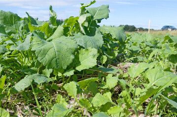 Dieser Rapsbestand weist eine starke Blattentwicklung im Herbst auf.