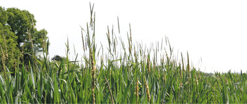 Damit Ungr�ser sich auf dem Acker nicht durchsetzen, sollten sie bereits im Herbst bek�mpft werden.