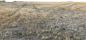 Braun- statt Gr�nland zeigte sich auf vielen Wiesen und Weiden. Hitze und Trockenheit haben in diesem Sommer der�Grasnarbe stark zugesetzt. Nun gilt es �ber Ma�nahmen nachzudenken, wie sie wieder aufgep�ppelt werden kann.