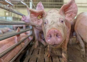 Mit Beginn der k�lteren Jahreszeit ist es wichtig, das Stallklima an die gr��eren Temperaturschwankungen und dem h�heren Risiko f�r Zugluft anzupassen.