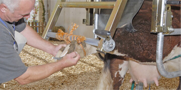 Die Klauen von K�hen sollten regelm��ig und professionell gepflegt werden. Dies tr�gt dazu bei, das Risiko f�r eine Erkrankung an Klauenrehe zu senken.