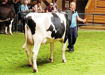 Typ- und euterstark pr�sentierte sich diese Morice P-Tochter von Thomas Schmehl.