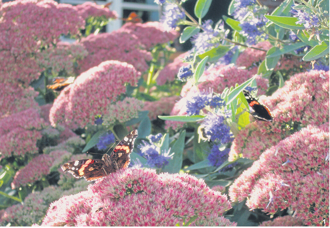 Die Bl�tenteller der Fetthenne (Sedum) ziehen Schmetterlinge magisch an.