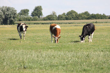 �ber eine Weidenutzung lassen sich die im Herbst teils noch beachtlichen Futtermengen gut nutzen. Nach dem letzten Weidegang sollten die Narbe aber noch etwas Zeit zur Regeneration haben. 