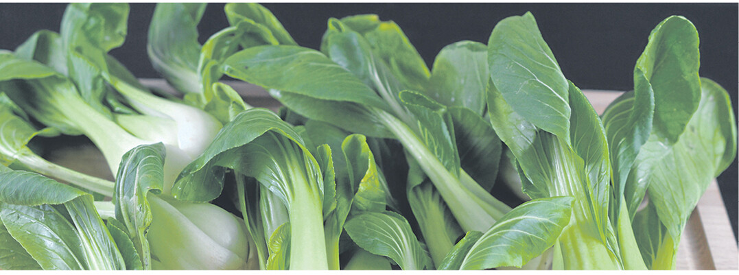 Pak Choi l�sst sich wie Mangold verwenden.