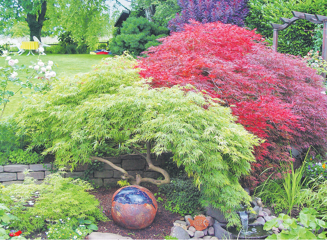 Viele Ahorne beeindrucken mit einer prachtvollen Herbstf�rbung. Japanische Ahorne bleiben au�erdem je nach Sorte relativ klein und haben sehr sch�n gelappte oder tief eingeschnittene Bl�tter.