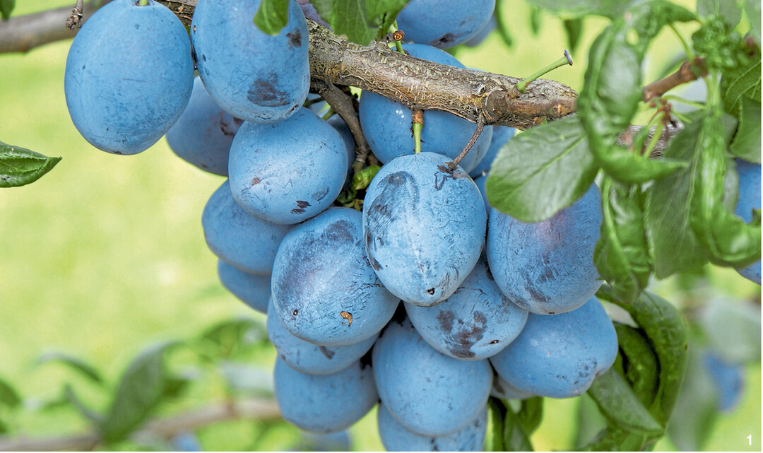 �Hanka besticht im Anbau durch guten Ertrag und eine hohe Fruchtqualit�t.