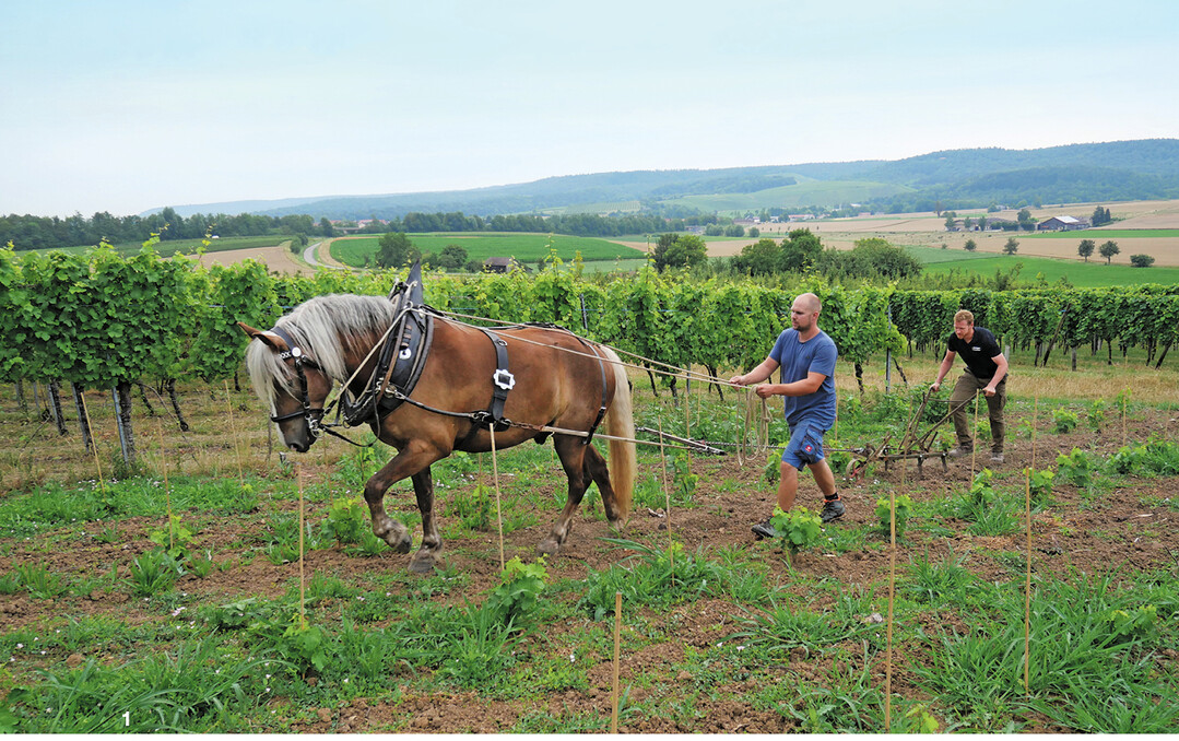 Stellenweise steht das Gr�nzeug kniehoch, und das, obwohl das Trio erst vor zwei Wochen gepfl�gt hat. Der Regen hat die Beikr�uter nur so sprie�en lassen