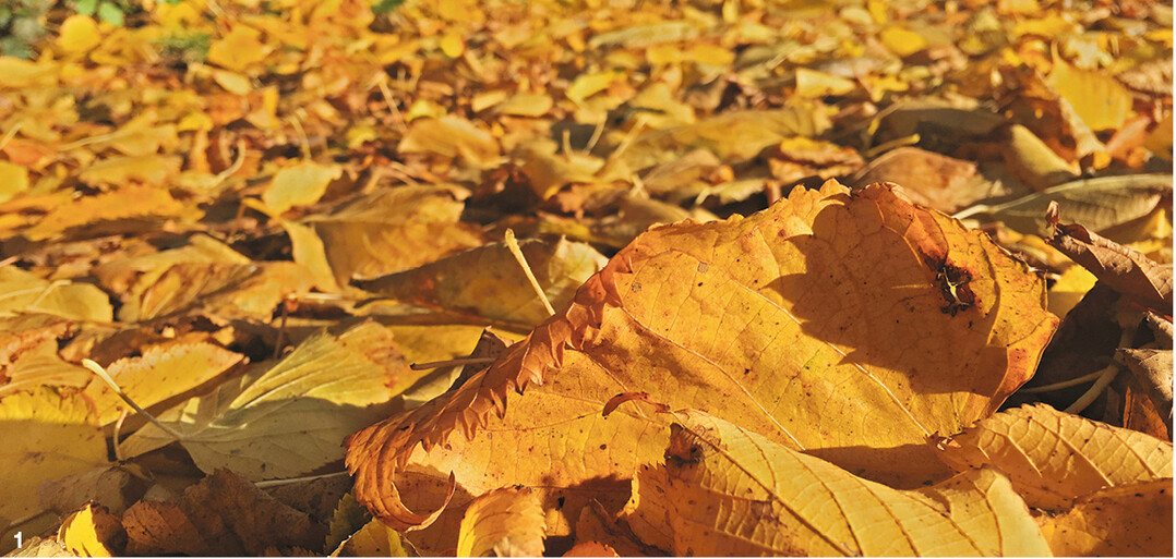 Intensiv gelbes Herbstlaub einer Linde.