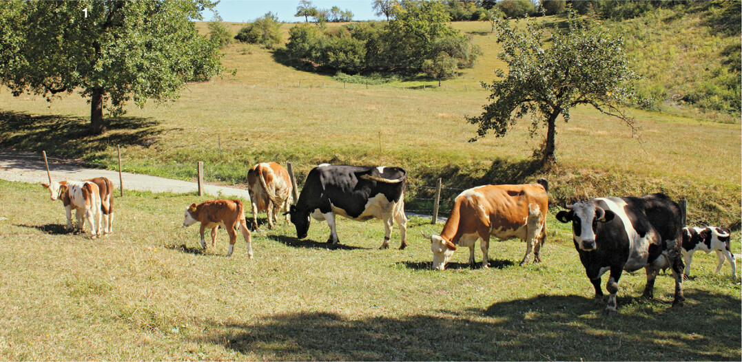 Auf der Weide genie�en M�tter und K�lber ihre Elternzeit.