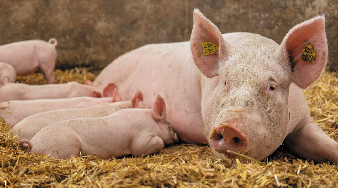 Im �kologischen Landbau sind robuste Sauen mit ausgepr�gter M�tterlichkeit und guten Aufzuchtleistungen gefragt.